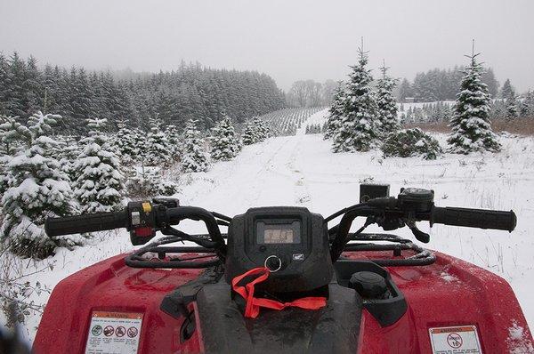 Butte Creek Tree Farm