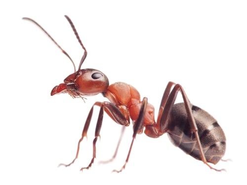 Professional Ant Control Inside and Outside - We offer maintenance programs that will save you money - Call for a free estimate