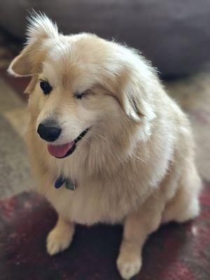 Dog Hair Everywhere Pet Grooming