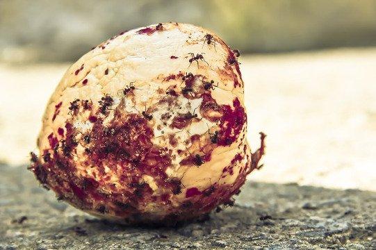 Best Anaheim Pest Control