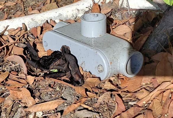 Glendale Notary Public