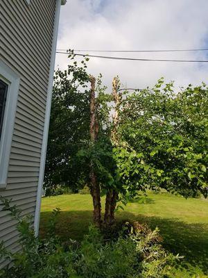 Great Lakes Tree Services