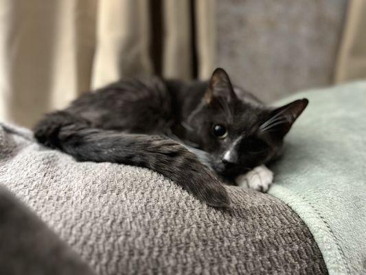 Boots in his favorite spot, just behind me on the couch.