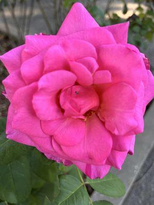 Woodside Healthcare Center