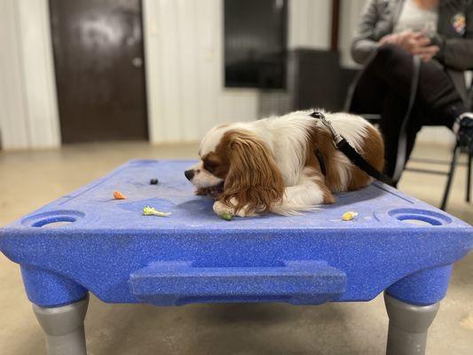 Join our Canine Life Skills classes to participate in fun activities like taste testing with your pup!