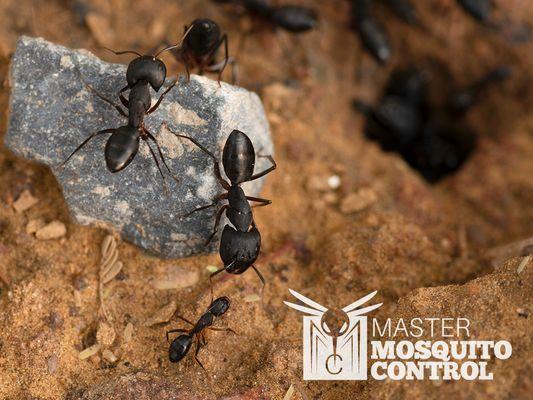 Master Mosquito Control