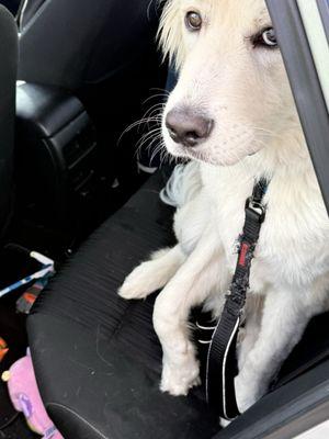 Oakwood Hills Animal Hospital