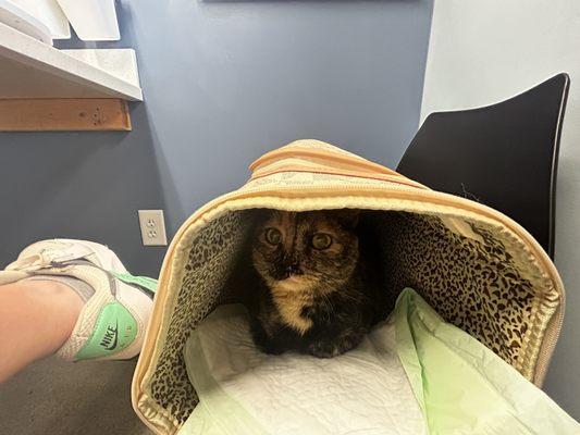 PetWellClinic - Randolph Street