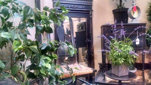 Planters, chairs and more. I love black furniture and it is featured in every room in my home.