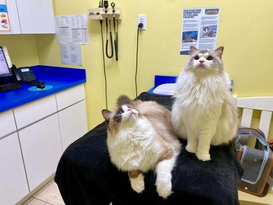 DPC Veterinany Hospital