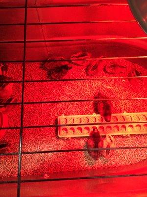 Wilco Farm Store - Lake Oswego