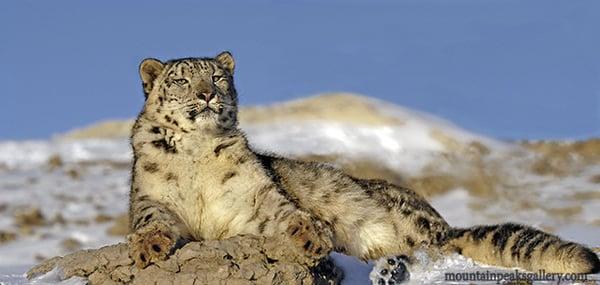 Animals of Montana
