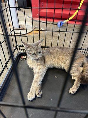 Jacksonville Animal Care and Protective Services