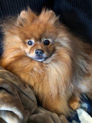 Springhill Animal Clinic