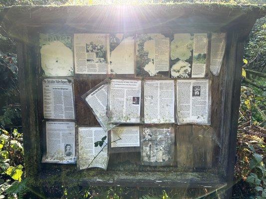 Roses of Yesterday & Today