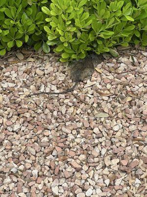 LV Smitty's Pest Control