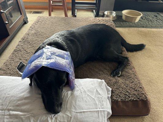 Lucy has Vestibular Disease. Dr. Kelly has her on the plan to recovery.