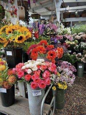 Leucadia Floral and Plant