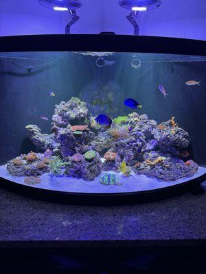 Rob's Aquatics