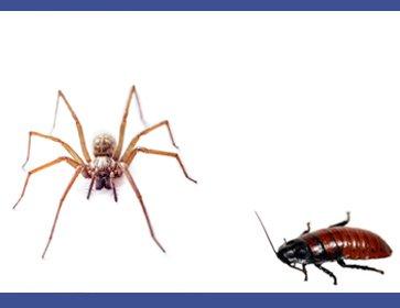 United Pest Control