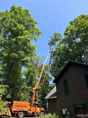 Keinonen Tree Service