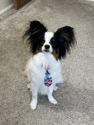 Pawsitively Perfect Grooming & Self Bathe