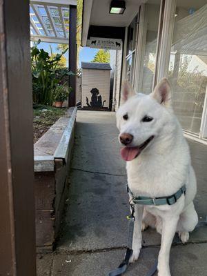 Aunties Pet Grooming