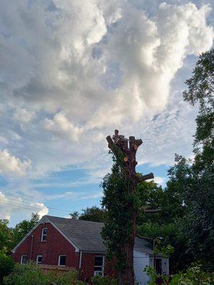 Satterfield Tree trimming and Removal