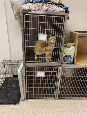Bob the cat is ready to go for some feline Low-stress veterinary care