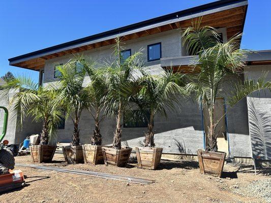 Our gorgeous Mule Palms!