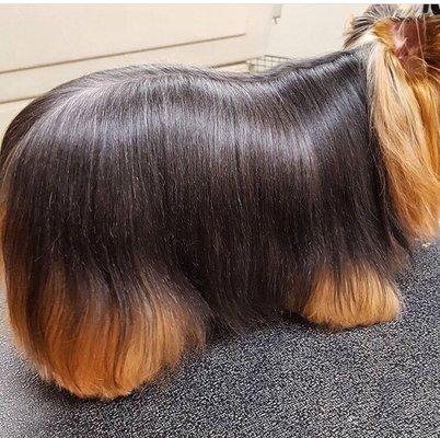 Time-2-Shine Grooming