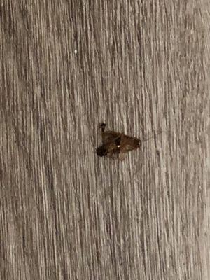 Dead cockroach with a newly hatched baby feeding on it in the middle of the room they gave us.