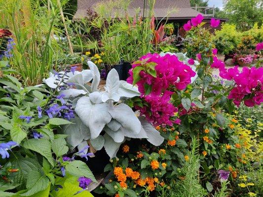 Everlastings in the Wildwood