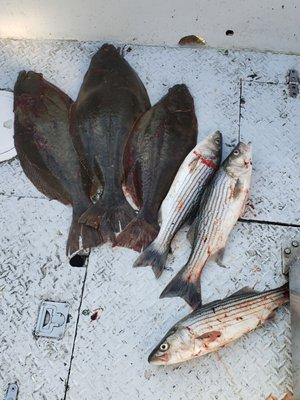 San Francisco Shark Fishing