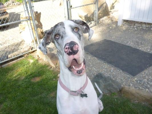 Howl A Day Inn Animal Resort