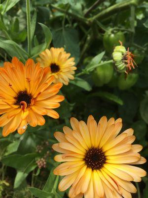 Earth Promise Massage and Wellness