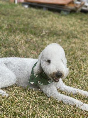 The Dog House Pet Salon