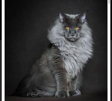 Becky's Cat Services