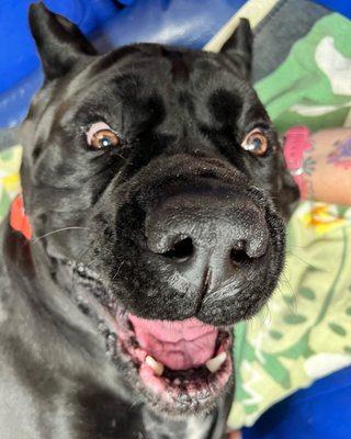 Companion Animal Clinic