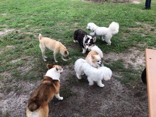 The small dog side of the park.