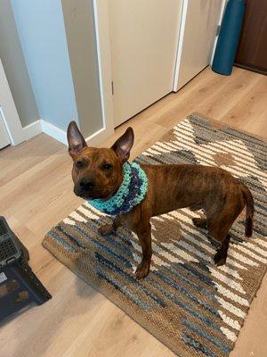 City Dogs - Cleveland