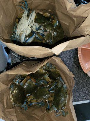 Carolina Blue Crab and Shrimp