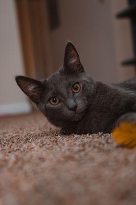 Smokey the cat is playing with his bell & feather.