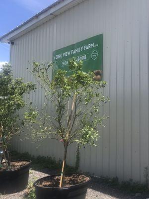 Long View Family Farm