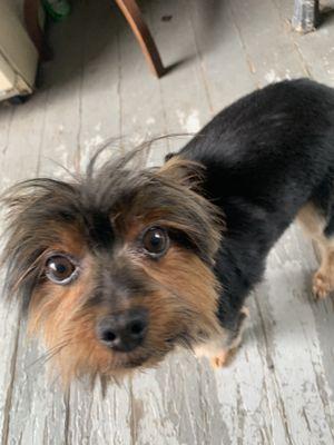 Fur and Away Mobile Pet Grooming