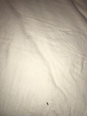 Bugs and crumbs