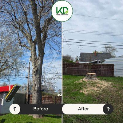 Is the tree in the way? Get a fast, free quote today.
Clean removal, no mess left behind.