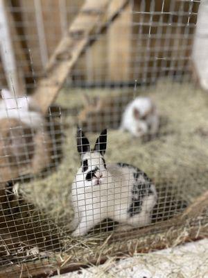 Boy Scouts around the animals.