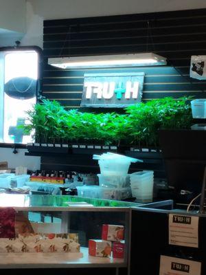 Truth Dispensary