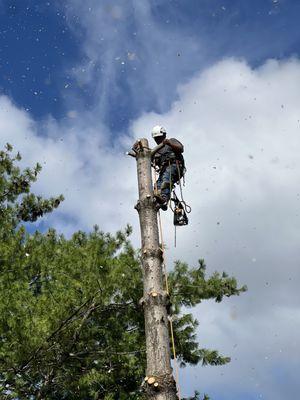 Father & Son Tree Service